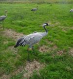 Mennis - September 2011